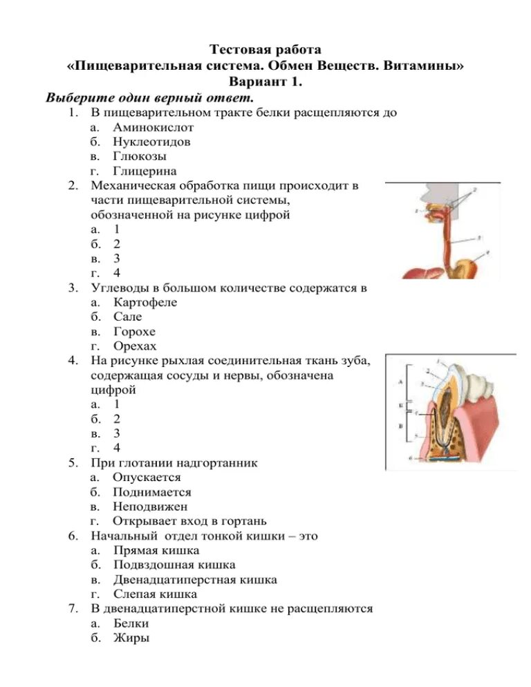 Желудок тест 8 класс. Тест по биологии 8 пищеварительная система. Тест по биологии 8 класс пищеварение с ответами. Тест по биологии 8 класс пищеварительная система. Тест 8 по биологии 8 класс пищеварительная система.