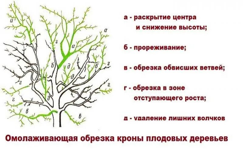 Обрезка черешни когда и как правильно. Схема обрезки черешни весной. Обрезка черешни весной схема. Схема обрезки вишни весной для начинающих. Обрезать вишню весной для начинающих.