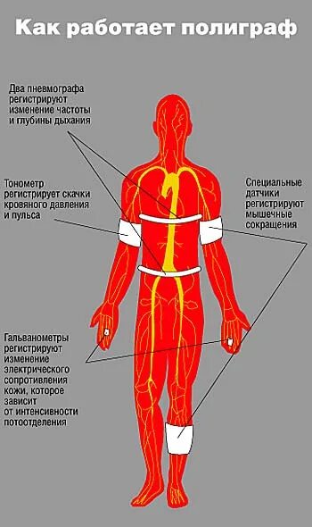 Как пройти детектор лжи. Принцип действия детектора лжи. Принцип работы полиграфа. Принцип действия полиграфа. Принцип работы полиграфа детектора.