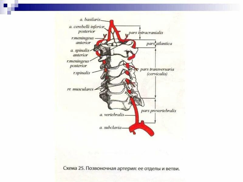 Позвоночная артерия и ее ветви схема. Сегменты позвоночной арте. Позвоночная артерия анатомия ветви. Позвоночная артерия - ветвь артерии. ….