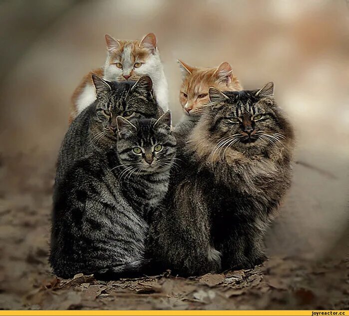 Четверо котов. Стая котов. Уличные коты. Кошки фото.
