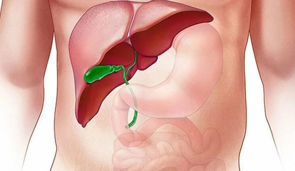 Организм без желчного пузыря. Печень и желчный пузырь.