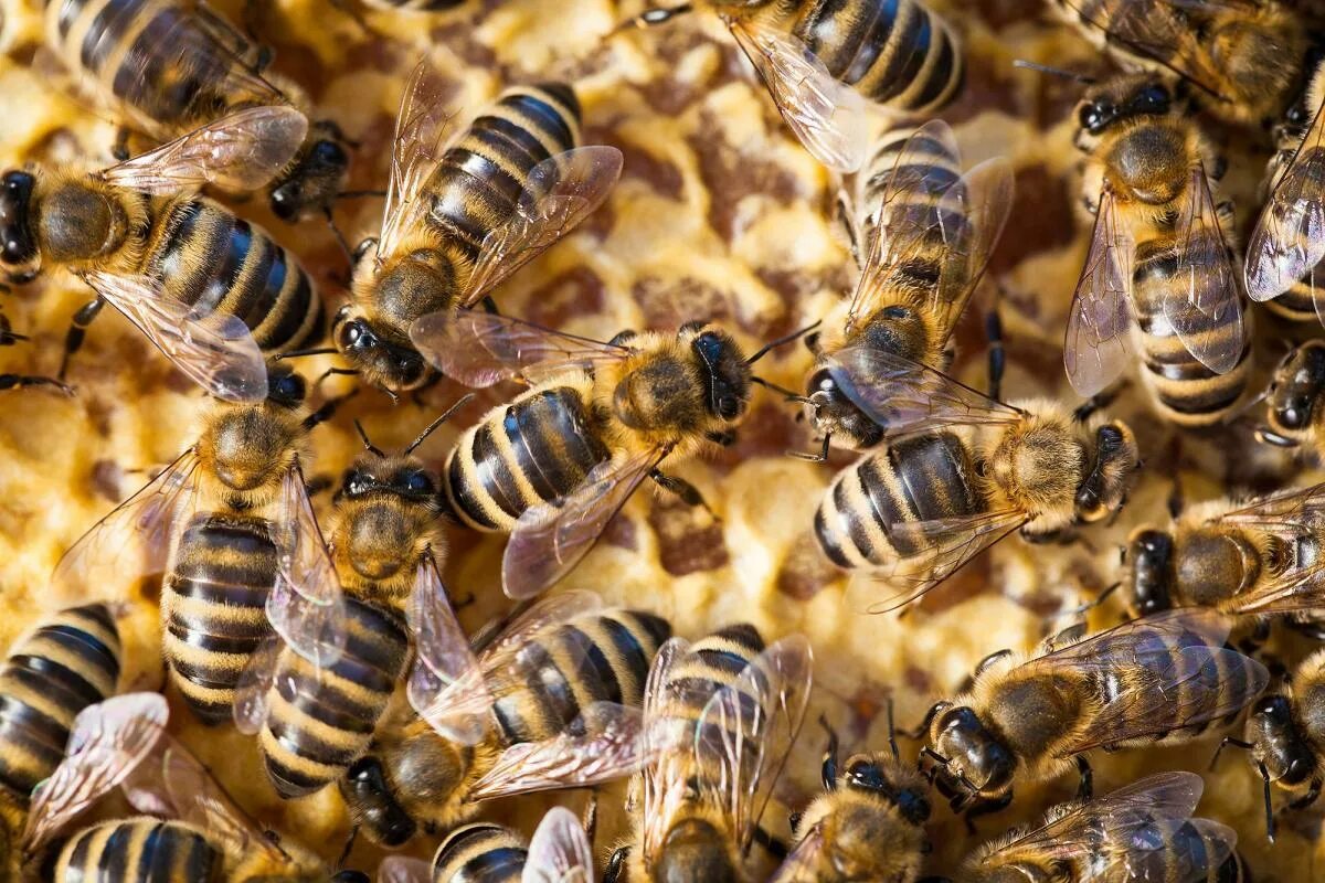 Стая пчел. ВВС пчелы. Фотосъемка пчелиная. Съёмка пчел.