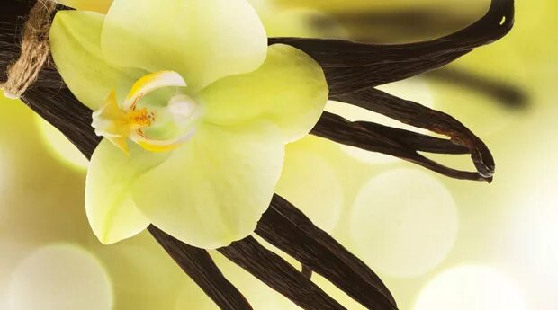 цветок ванили. ваниль картина. ваниль стручковая. цветок ванили. отдушка ваниль.