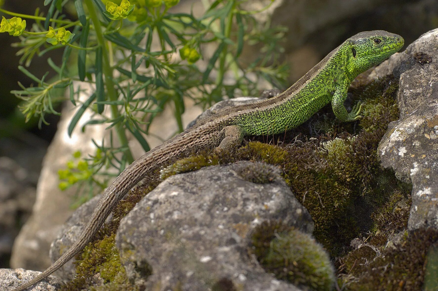 Ящерица прыткая горнокрымская. Прыткая ящерица Lacerta Agilis. Ящерица Луговая (Lacerta praticola). Живородящая ящерица (Lacerta vivipara).