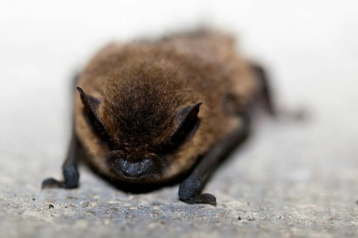 Пятнистый ушан. Летучая мышь гигантская вечерница. Pipistrellus maderensis. Темная бурая летучая жидкость. Карликовый эполетовый крылан.