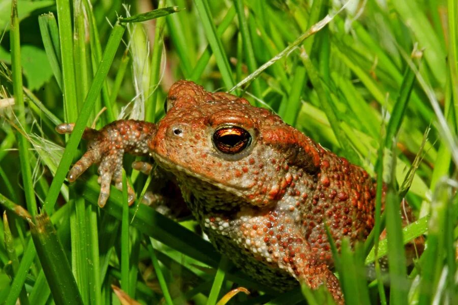 жаба пелентуйская. лягушка полевая. лягушка травяная (лат. амфибии toad. лесная травяная лягушка.
