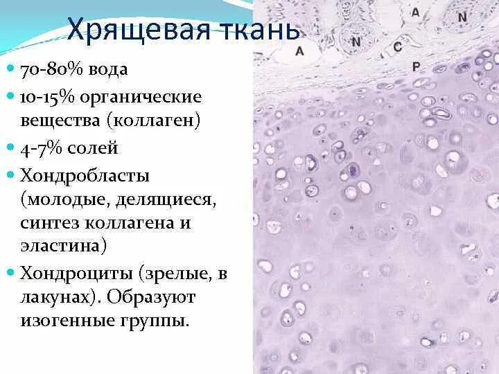 Изогенные группы. Хрящевая ткань состоит. Вещества хрящевой ткани. Из чего состоит хрящевая ткань. Состав хрящевой ткани.