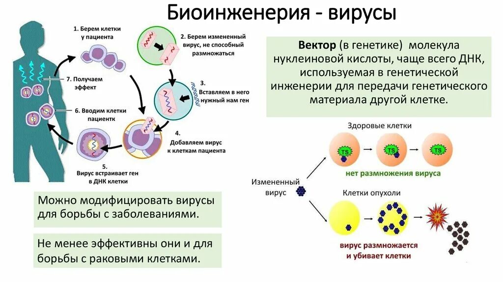 Механизм действия вируса. Размножение вирусов схема. Заражение клетки вирусом схема. Механизм размножения вирусов.