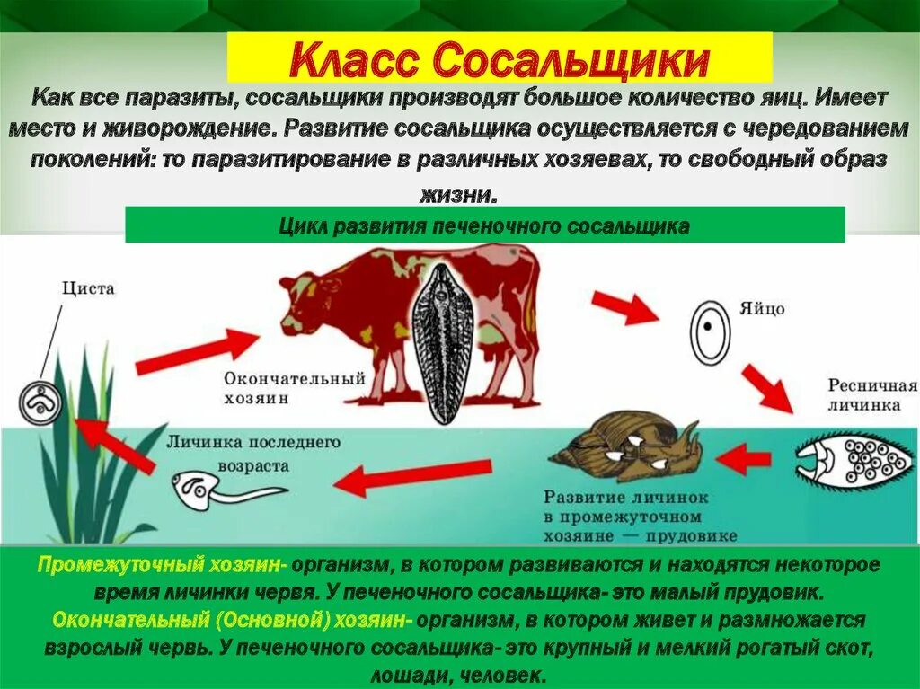 Циклы развития плоских червей биология 7 класс. Цикл развития печеночного сосальщика промежуточный хозяин. Ленточные черви строение жизненный цикл. Печеночный сосальщик характеристика. Отличия сосальщиков