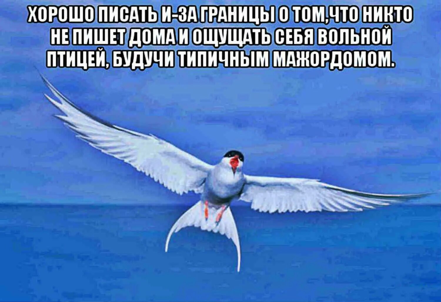 Птицей вольной перестань. Птица Вольная афоризмы. Вольная птица цитаты. Хорошо быть птицей вольной. Картинки Вольная как птица.