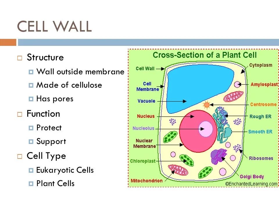 Cell function. Plant cell wall structure. cell wall plant cell. cell wall and cell membrane. function of cell wall.
