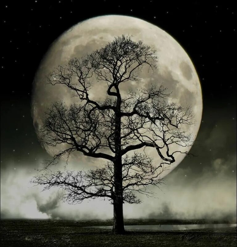 Картина темная луна. Лунные деревья. Луна и дерево. Дерево ночью. Дерево в лунном свете.
