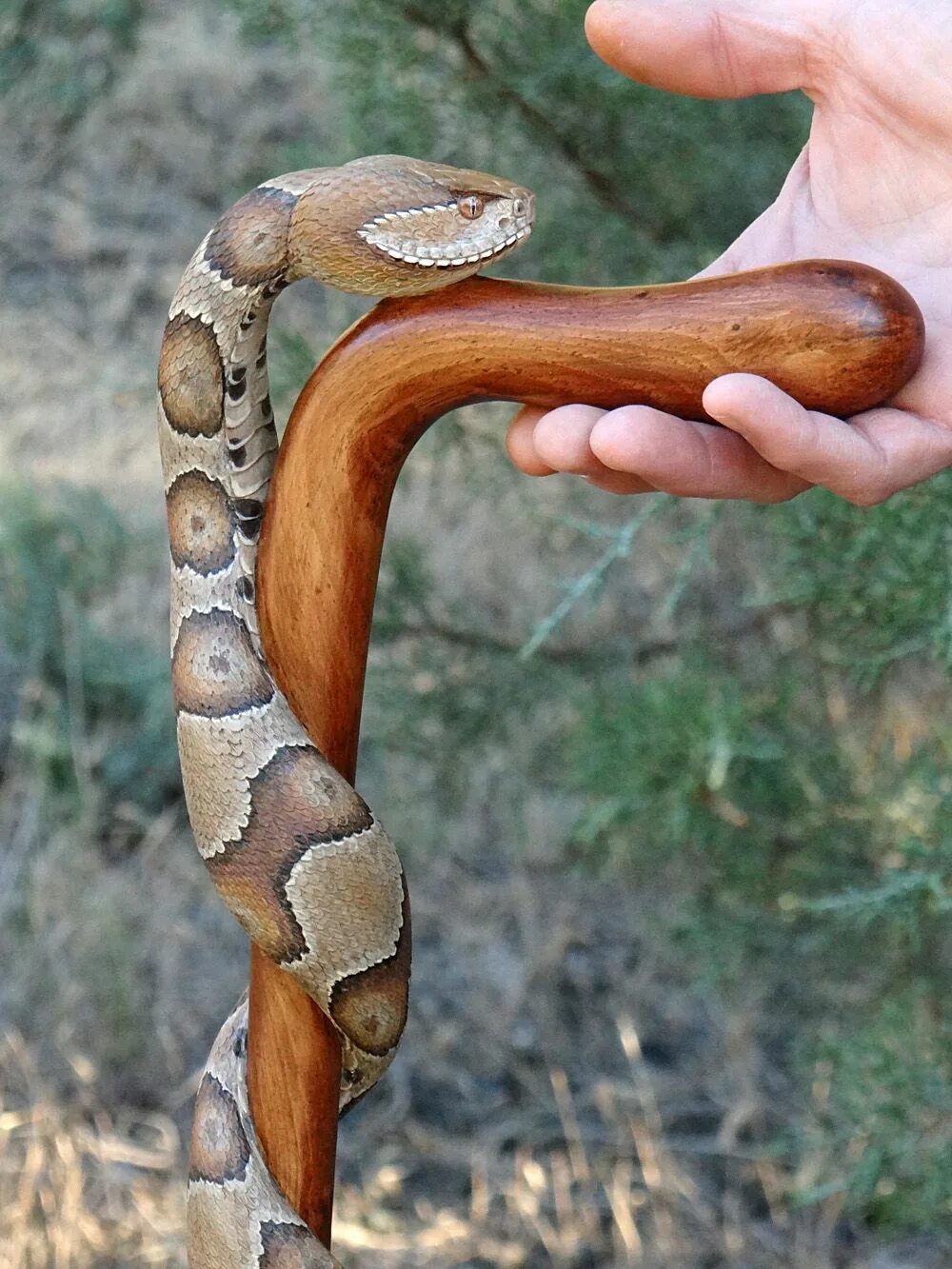 Snake walk