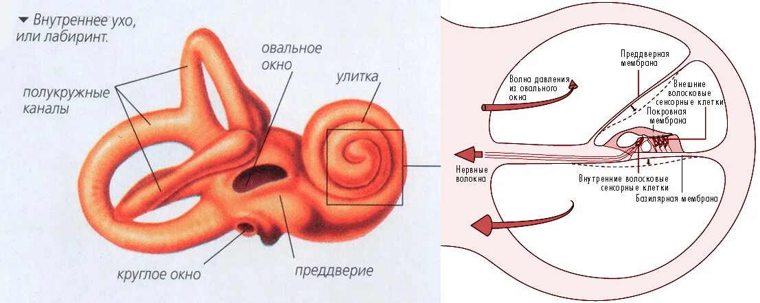 Три канала улитки. Строение улитки внутреннего уха. Внутреннее строение улитки внутреннего уха. Схематическое строение внутреннего уха. Строение улитки внутреннего уха в разрезе.