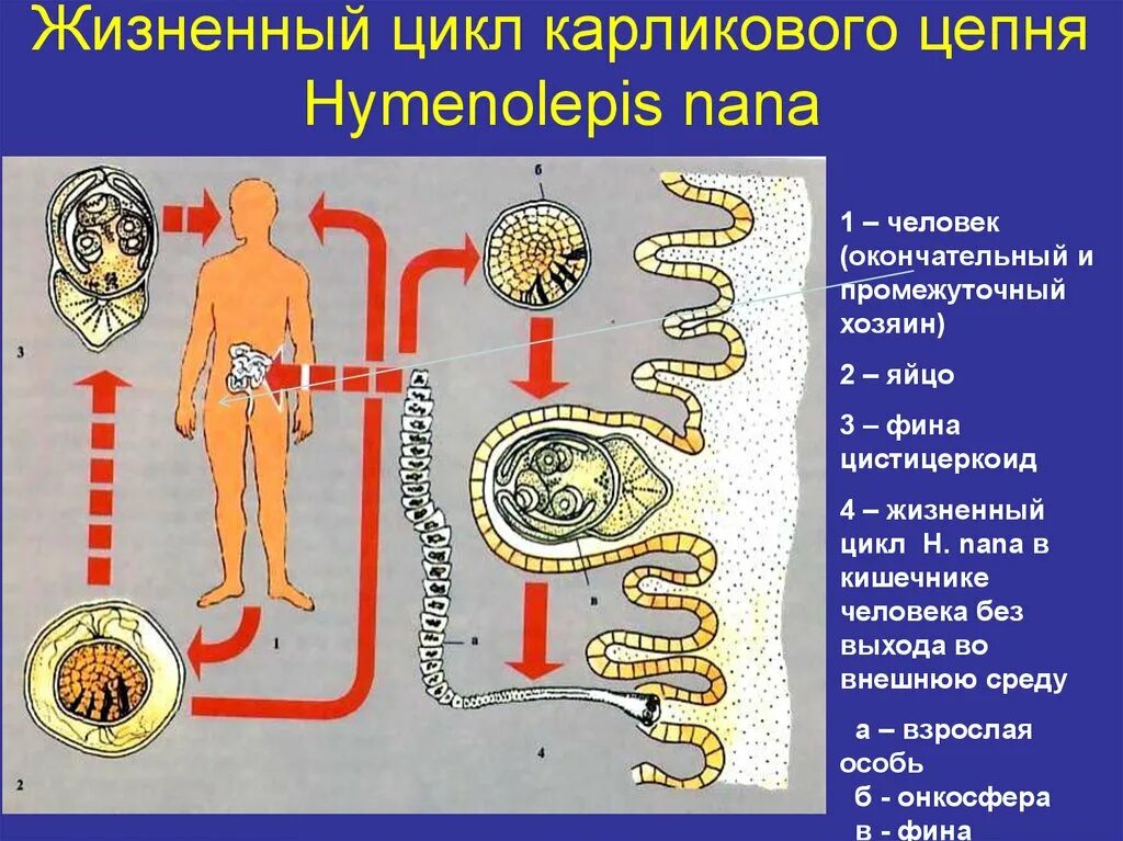 Карликовый цепень жизненный цикл. Карликовый цепень окончательный хозяин. жизненный цикл карликового цепня. стадии развития карликового цепня схема. карликовый цепень инвазионная стадия для человека.