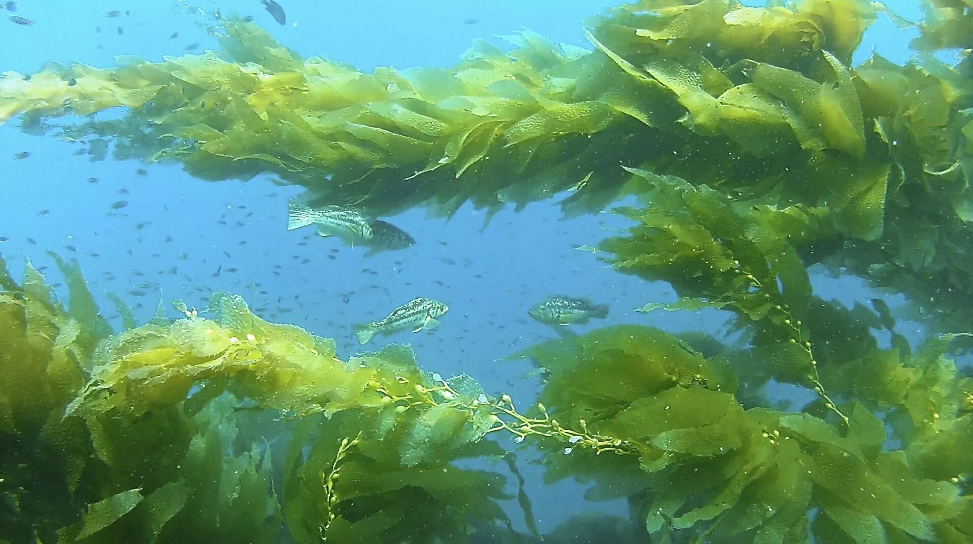 Водоросли всасывают воду. Бурые водоросли ламинария. Ламинария Японика. Морская капуста ламинария. Водоросли келп ламинариевые.