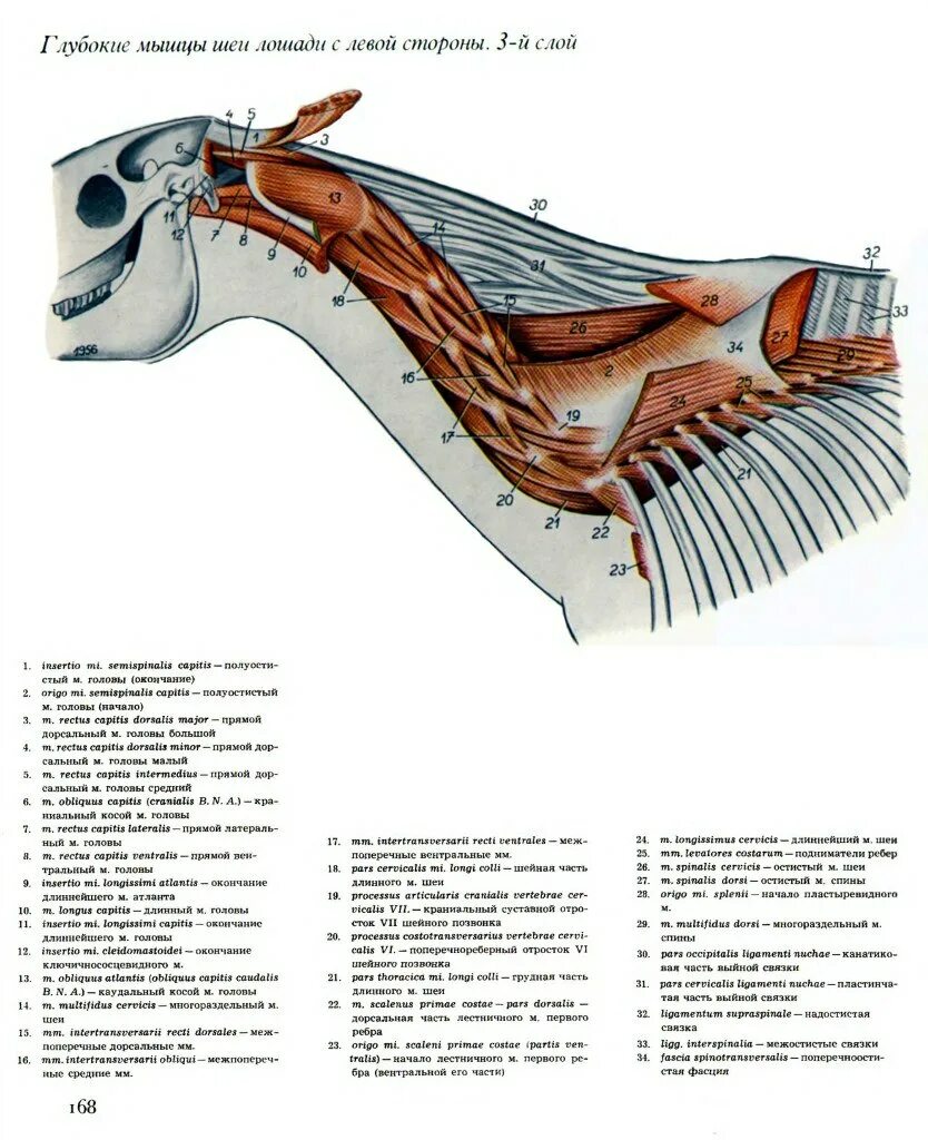 Длинная прямая шея у лошади. Поверхностные мышцы лошади анатомия. Топографическая анатомия области головы лошади. Лошадь голова и шея строение. Структура строения черепа лошади.