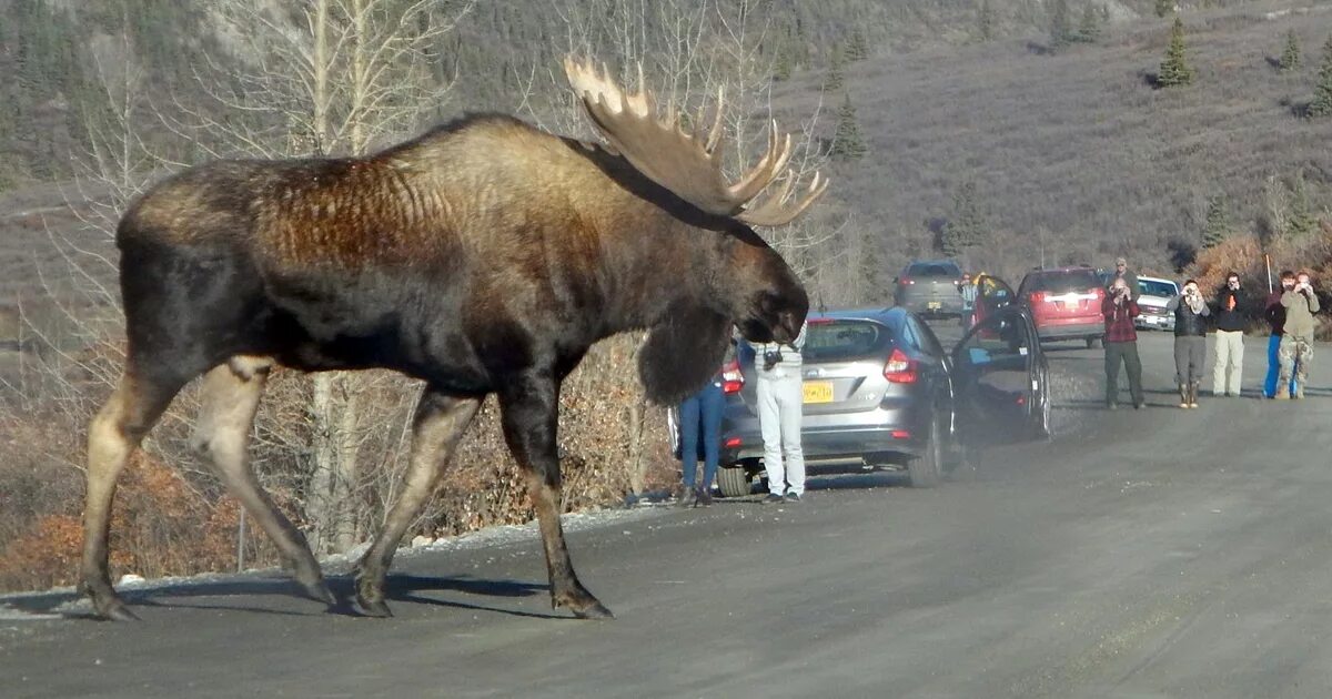 На сколько большой лось. Аляскинский Лось. Самый большой Лось в мире рекорд Гиннесса. Крупный Лось. Гигантский Лось.