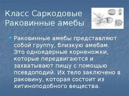 Питание саркодовых