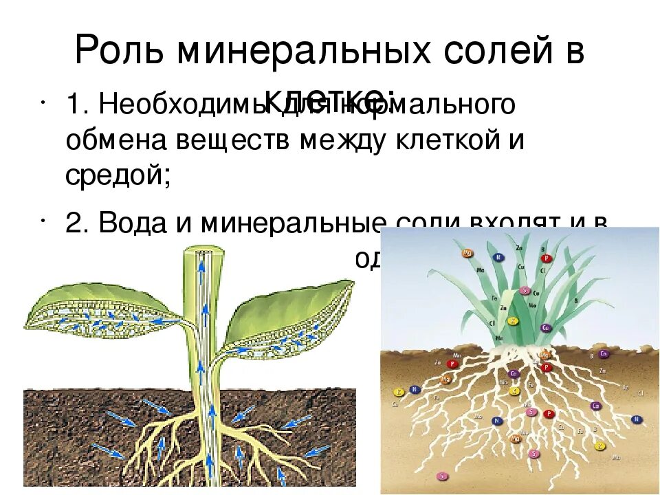 Минеральное питание клеток. Минеральные соли и их роль. Функции воды и Минеральных солей. Минеральное питание растений.