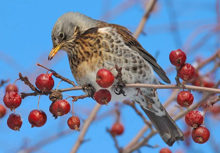 Дрозд-рябинник (turdus pilaris). Дрозд рябинник Fieldfare turdus pilaris. Щегол рябинник. Дрозд рябинник в Сибири.