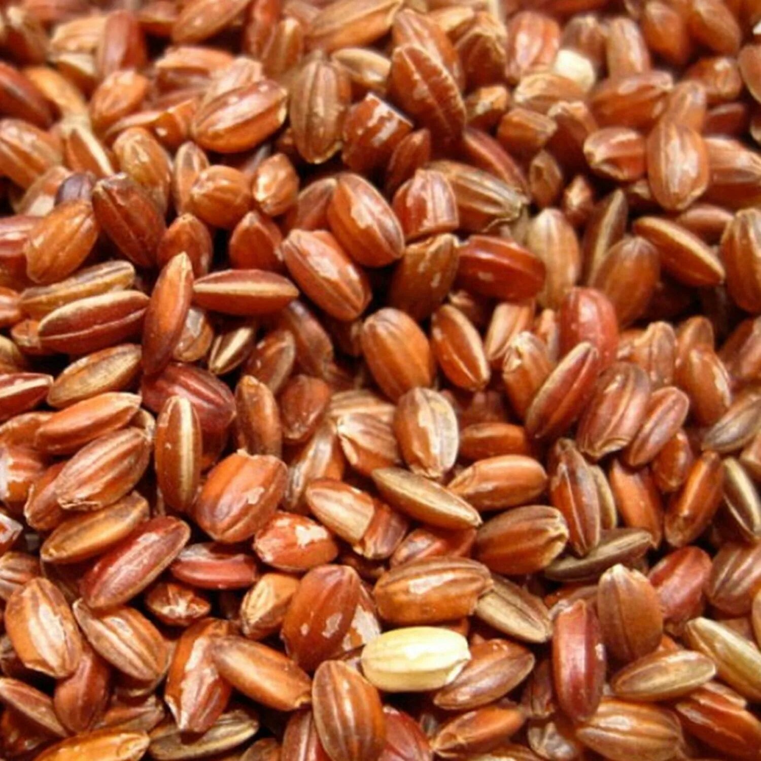 Красная пшеница. Красный рис. Зерно красного цвета. Канадская пшеница.