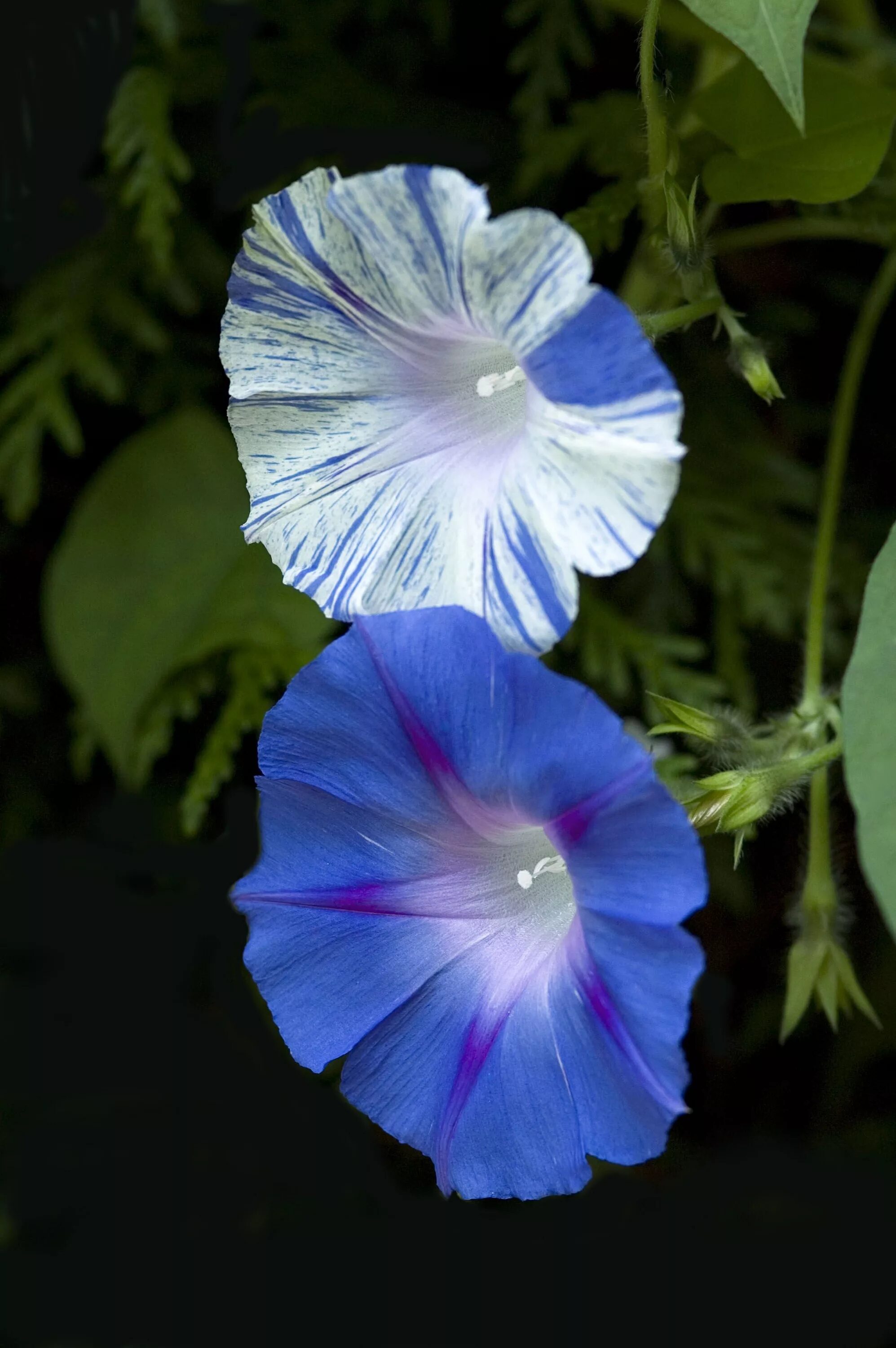 фото цветка ипомея трехцветная