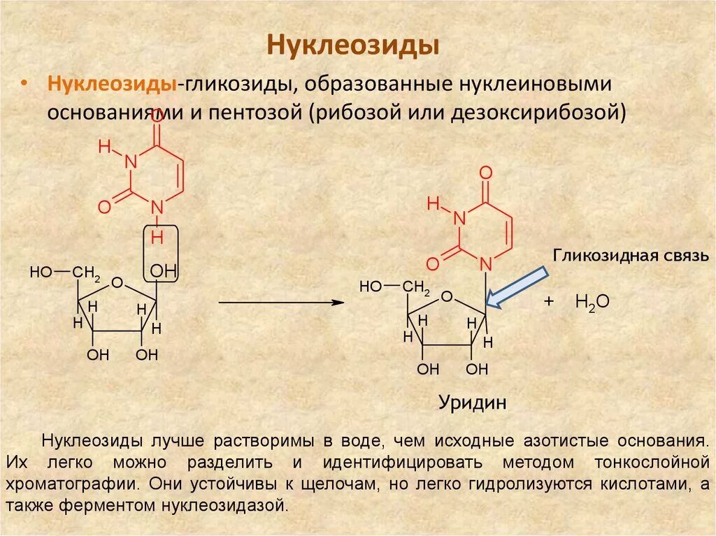 Нуклеотиды белка. Нуклеозид урацила. Строение нуклеозида ДНК. Формулы нуклеозидов биохимия. Нуклеозид уридин.