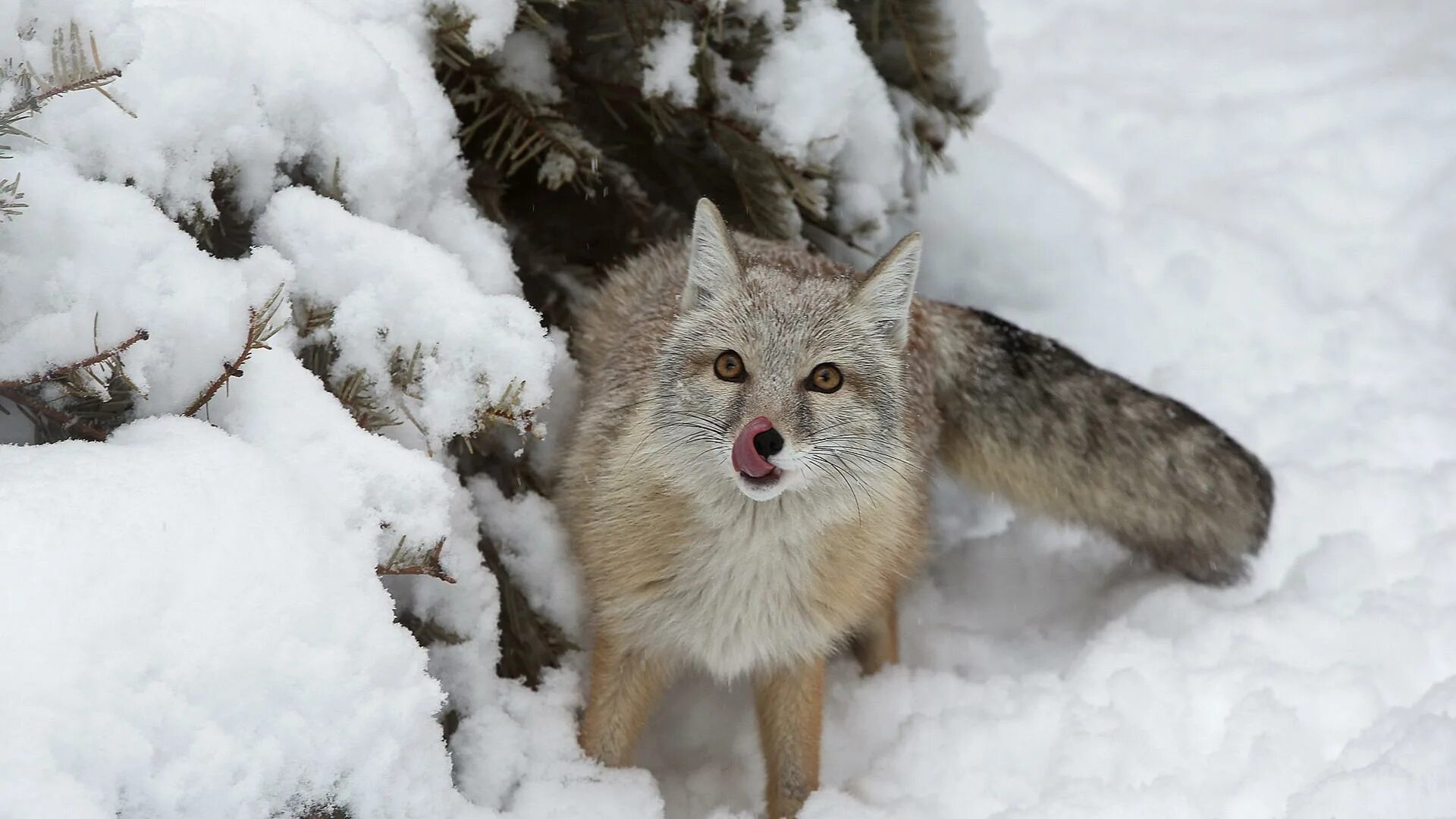 Степная лиса. Корсак животное зимой. Степной лис корсак. Степной корсак. Корсак зимой.