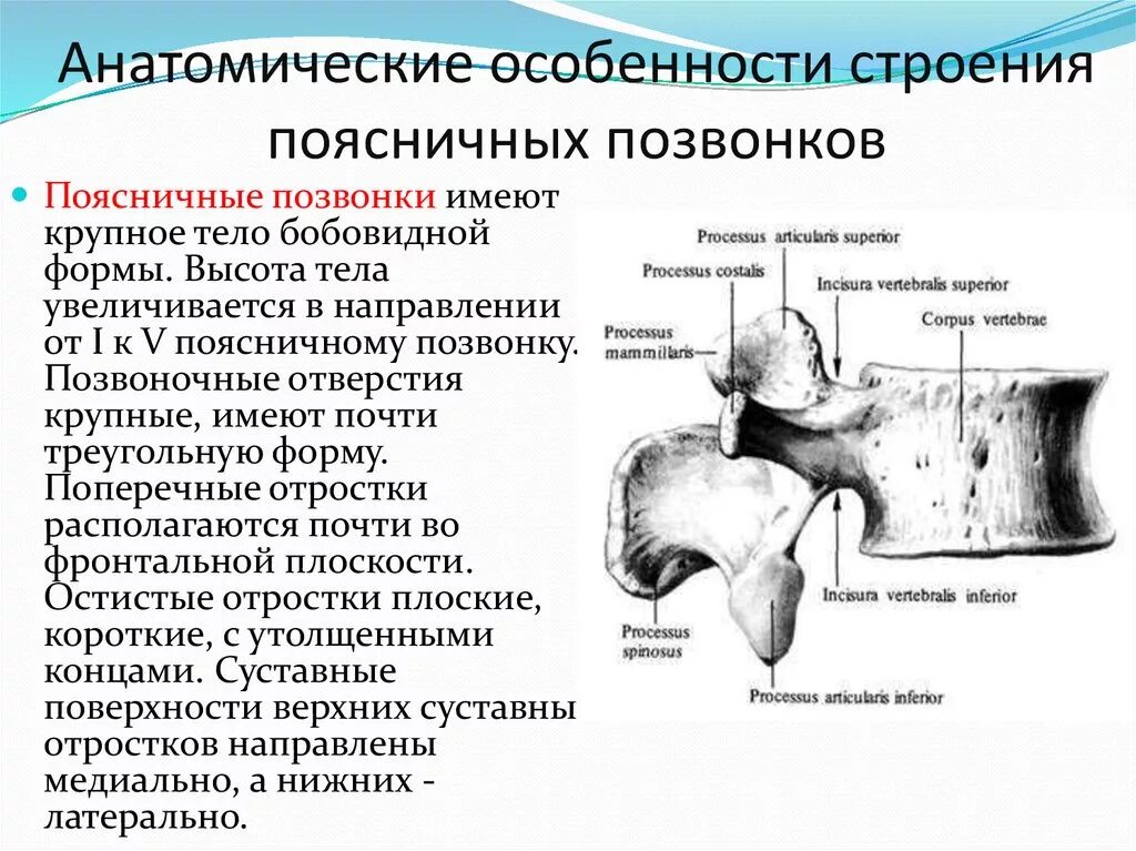 Грудной позвонок характеристика