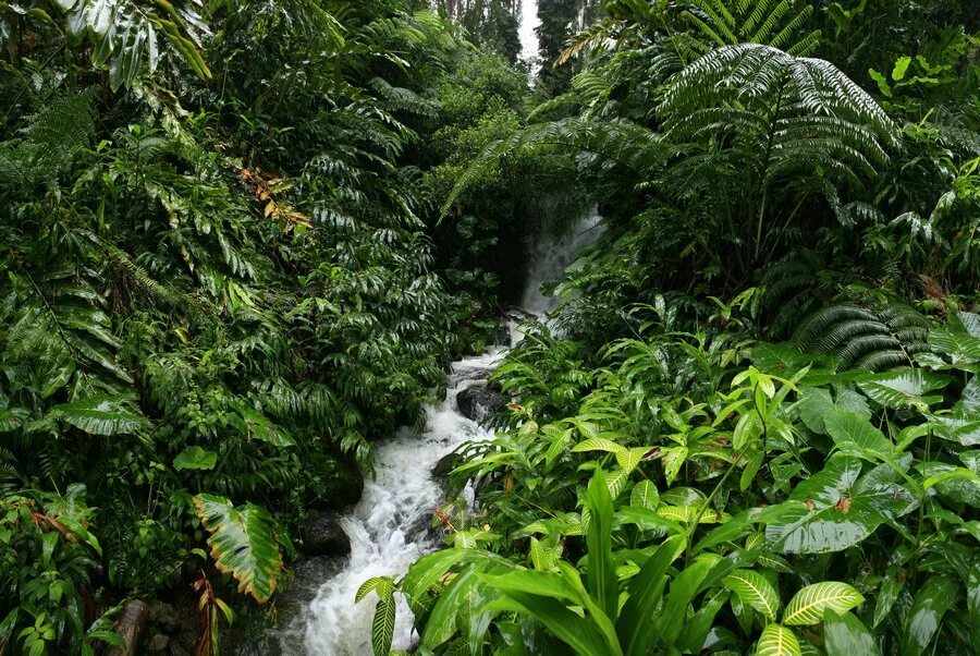 Тропикал Рейнфорест. Джунгли Оаху. Тропические леса на Гавайях. Национальный парк тропических лесов Хайнань.