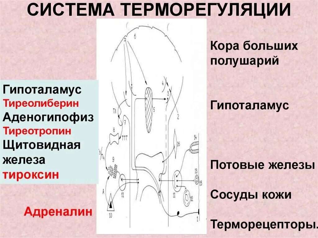 Система терморегуляции обеспечивает. Система терморегуляции. терморегуляция гипоталамус схема. гипоталамус центр терморегуляции. система терморегуляции человека.