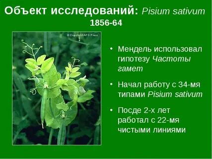 Чистая линия гороха