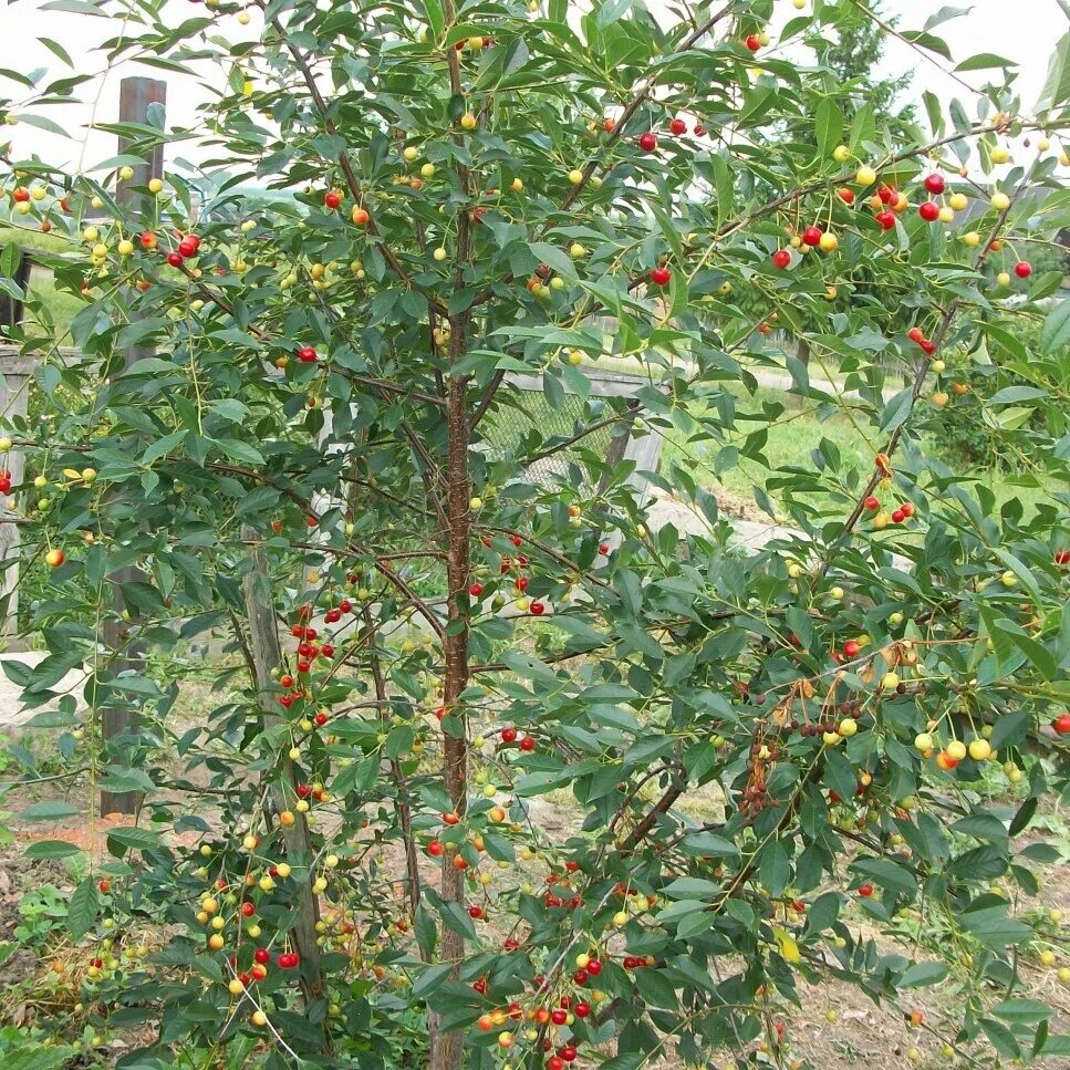 Вишня войлочная: описание сорта, фото, уход, отзывы