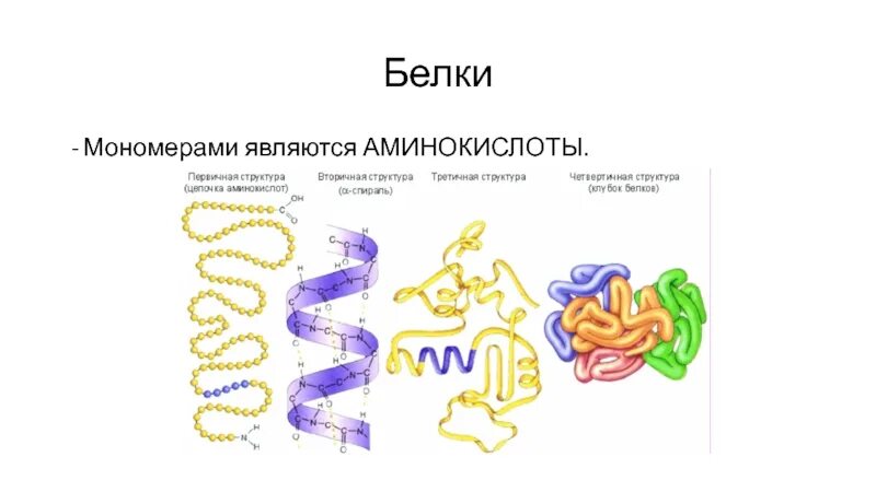 Мономеры белка называются. Аминокислоты мономеры белков. Мономерами белков являются аминокислоты. Что является мономером белка. Их мономерами являются аминокислоты.