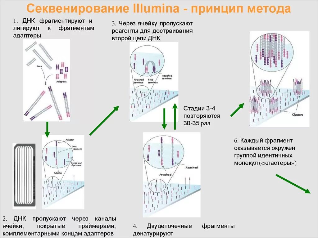 Секвенирование нуклеотидов. Секвенирование Illumina принцип метода. Этапы ферментативного метода секвенирования ДНК. Секвенирование второго поколения Illumina. Секвенирование ДНК этапы.