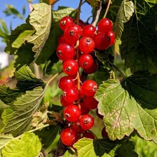 Красная и белая смородина