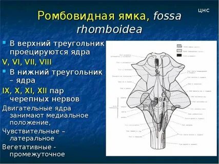 Ромбовидная ямка ядра черепных