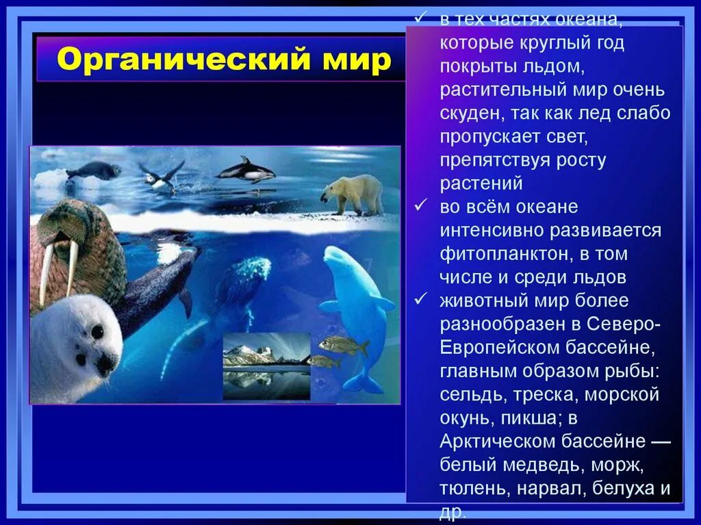 Особенности морских течениях ледовитого океана. Органический мир океана. Обитатели дна Северного Ледовитого океана. Животный мир океана презентация. Обитатели Северного Ледовитого океана сообщение.