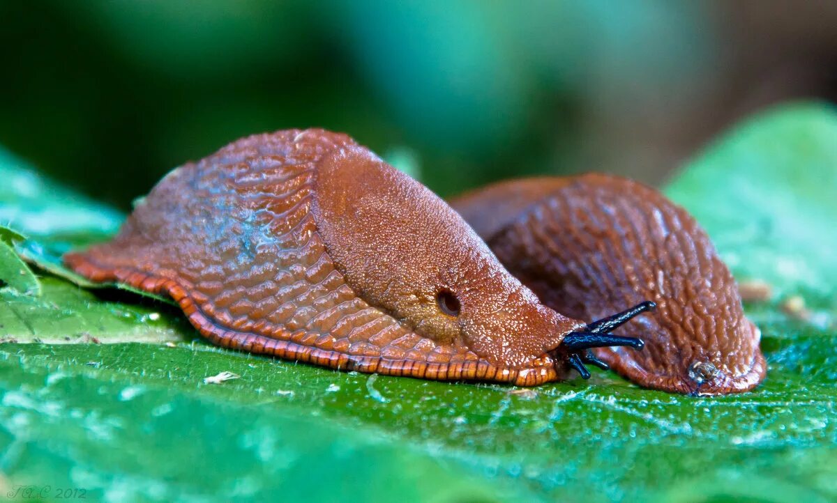 брюхоногие слизни. слизень arion. брюхоногий слизняк. слизняк моллюск. животные слизни.