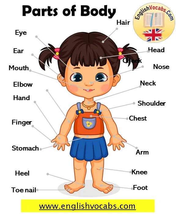 Body parts for kids. Части тела на английском языке произношение. 4 parts of the body 1. Карточки body parts. Части тела человека на английском.