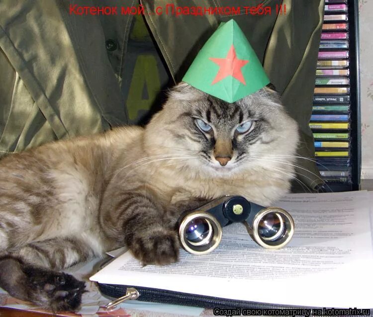 С днем победы кошки