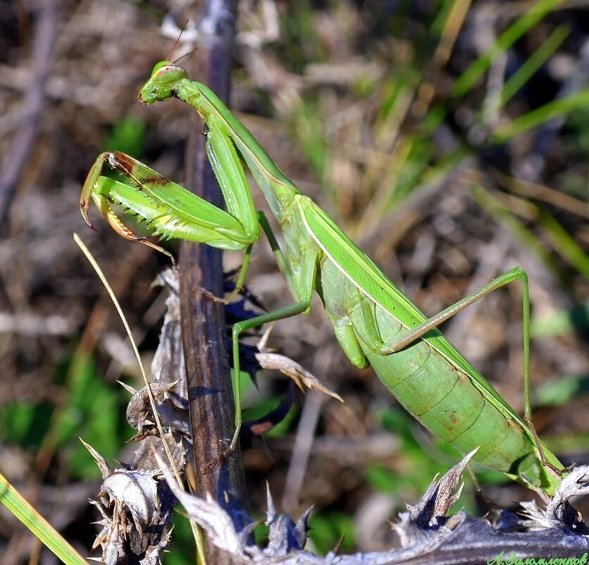 Богомол с жертвой. Богомол питается. Богомол обыкновенный самка. Богомол против змеи. Богомол охотится.