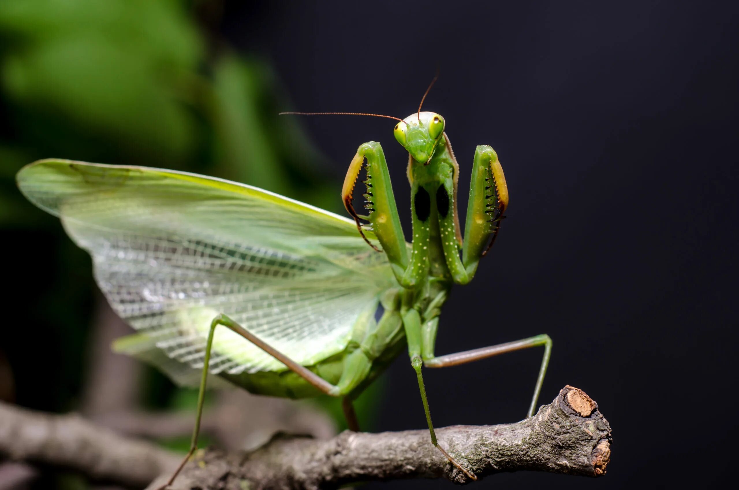 След богомола. Богомол Mantis religiosa самка. Богомол обыкновенный самка. Богомол Phyllocrania paradoxa. Самец богомола.