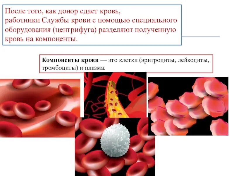 Тромбоциты в крови. Сдача крови на тромбоциты.