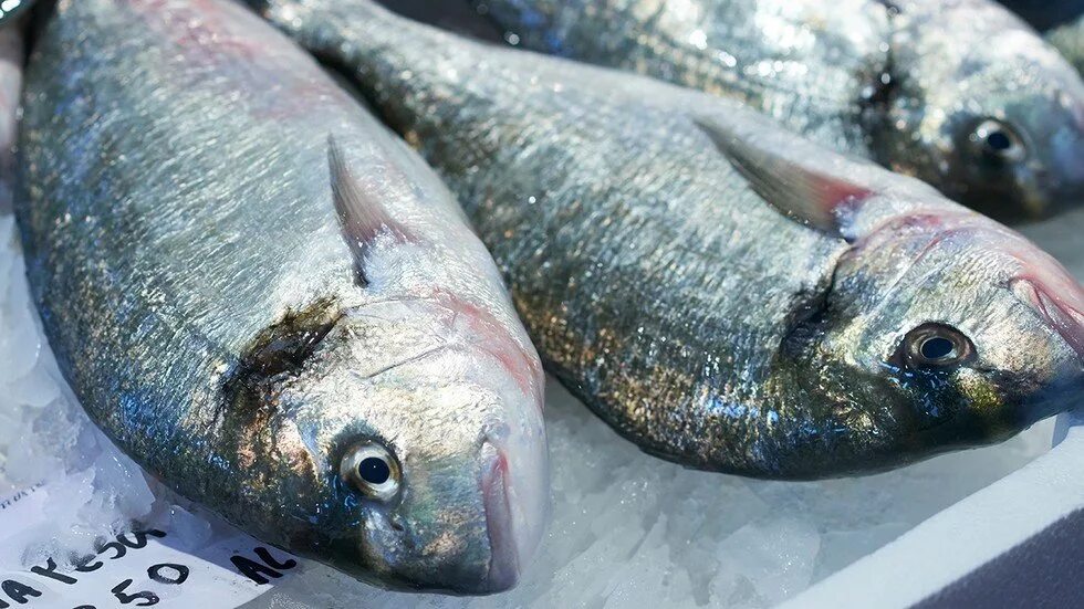 содержание ртути в рыбе. содержание ртути в рыбе. тунец ртуть. метилртуть в рыбе. в голубом тунце ртуть.