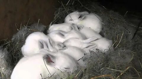 Крольчихи видео