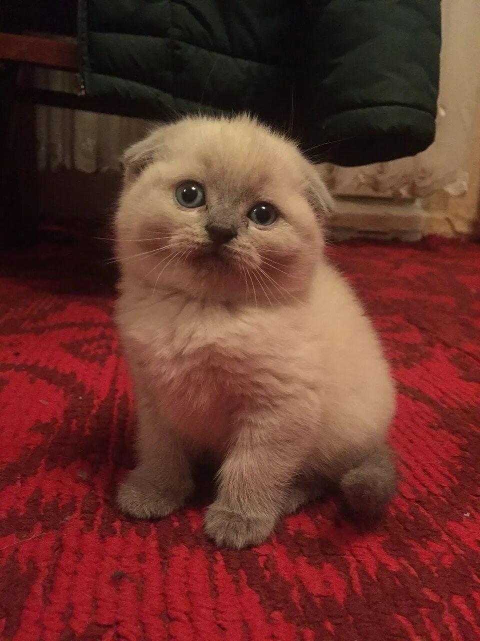 Шотландские кошечки 1 месяц - купить в Москве, цена 8 000 руб., продано 10 февра