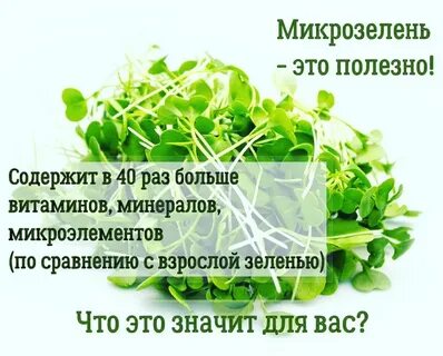 Микрозелень горох польза для организма